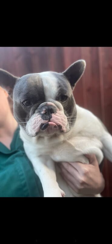 French Bulldog puppies for sale in Great Barr, West Midlands – KC registered, 3 years old