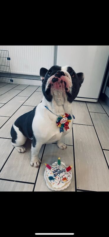 French Bulldog puppies for sale in Great Barr, West Midlands – KC registered, 3 years old - Image 2 of 3
