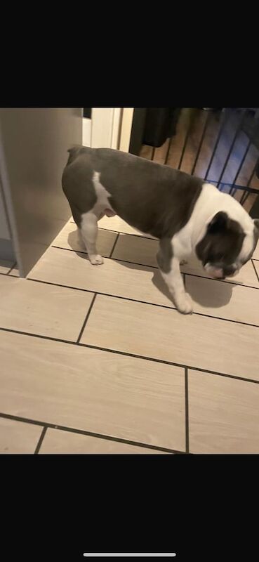 French Bulldog puppies for sale in Great Barr, West Midlands – KC registered, 3 years old - Image 3 of 3