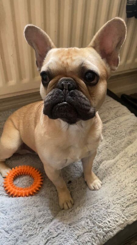French Bulldog puppies for sale in Sunderland, Tyne and Wear – KC registered, 1 year old
