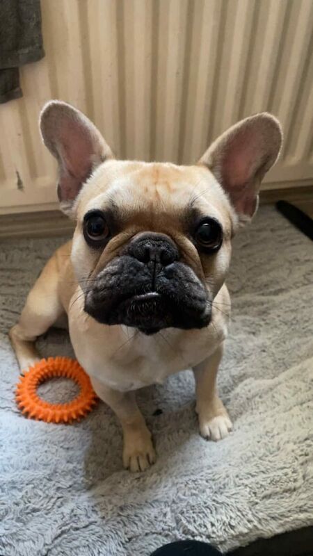 French Bulldog puppies for sale in Sunderland, Tyne and Wear – KC registered, 1 year old - Image 2 of 2