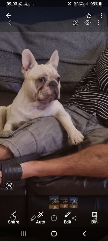 French Bulldog puppies for sale in Woolton, Merseyside – 1 year old