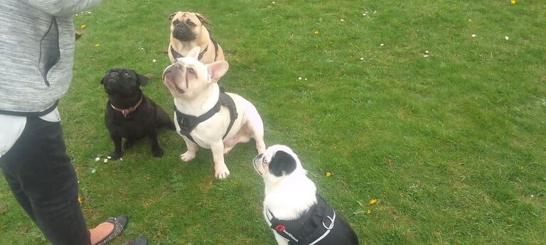 French Bulldog puppies for sale in Woolton, Merseyside – 1 year old - Image 2 of 3