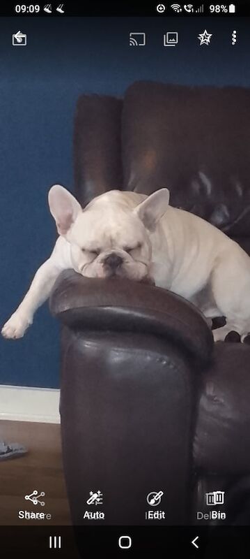 French Bulldog puppies for sale in Woolton, Merseyside – 1 year old - Image 3 of 3