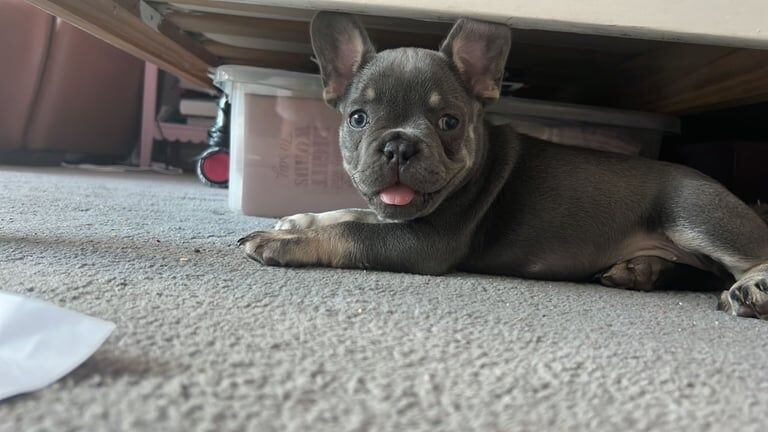 French Bulldog puppies for sale in Woodford, Greater London – KC registered, 10 weeks old