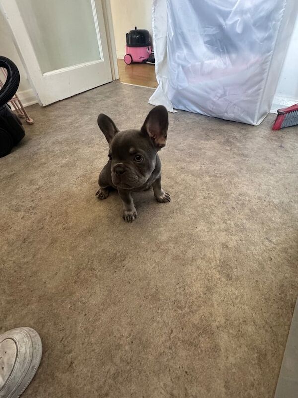 French Bulldog puppies for sale in Woodford, Greater London – KC registered, 12 weeks old - Image 2 of 3
