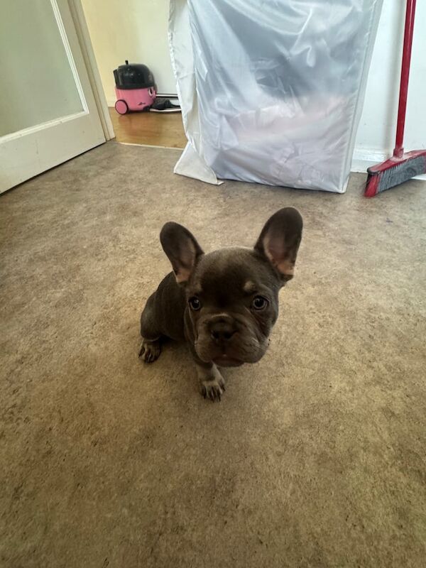 French Bulldog puppies for sale in Woodford, Greater London – KC registered, 12 weeks old - Image 3 of 3