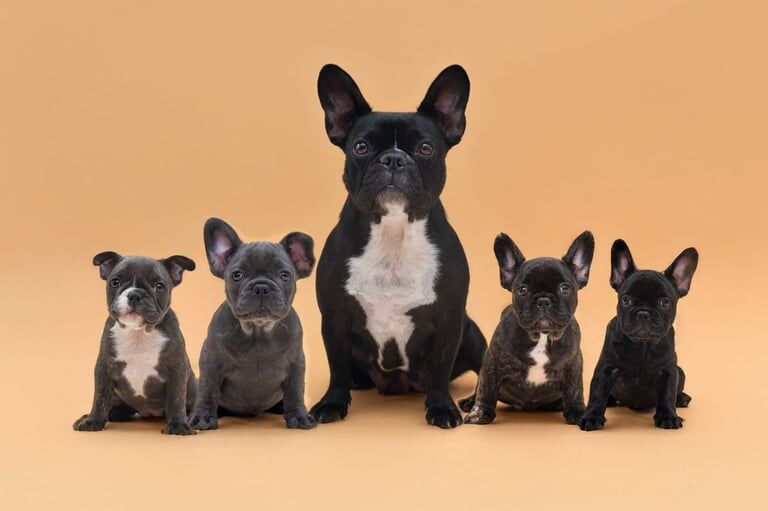 French Bulldog puppies for sale in Londonderry, County Londonderry – KC registered, 11 weeks old