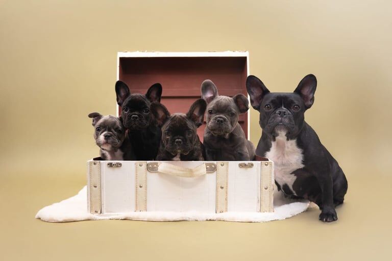 French Bulldog puppies for sale in Londonderry, County Londonderry – KC registered, 11 weeks old - Image 2 of 3