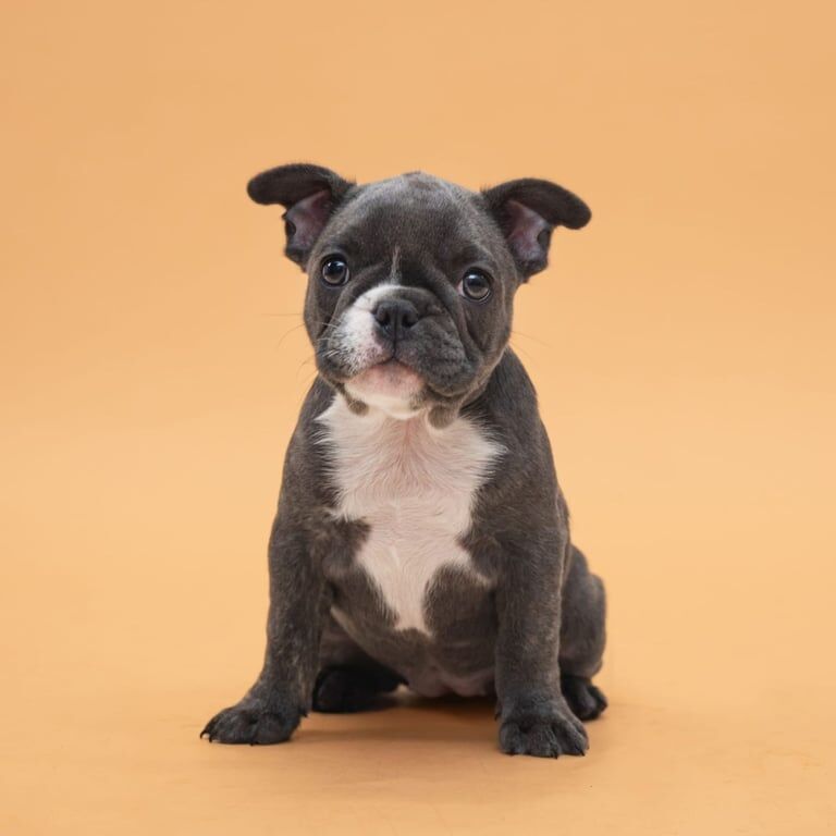 French Bulldog puppies for sale in Londonderry, County Londonderry – KC registered, 11 weeks old - Image 3 of 3