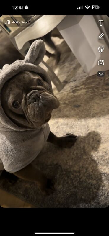 French Bulldog puppies for sale in Derby, Derbyshire – 1 year old