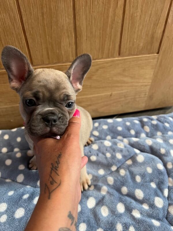 French Bulldog puppies for sale in Burbage, Leicestershire – KC registered, 7 weeks old