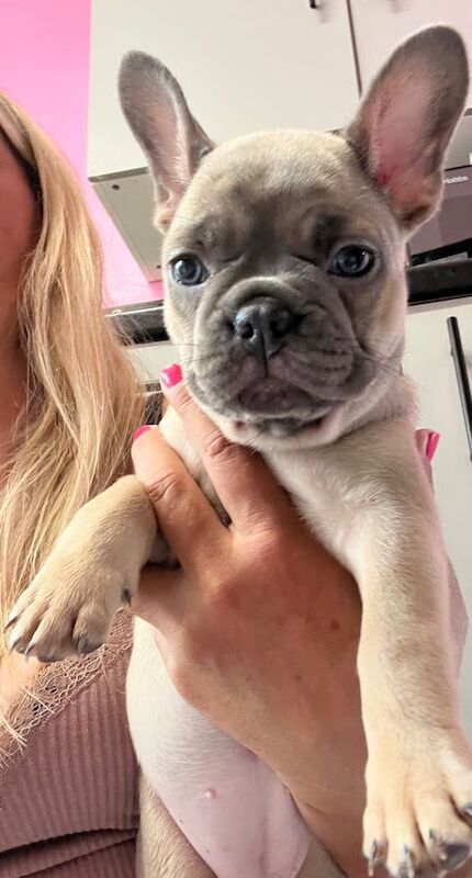 French Bulldog puppies for sale in Burbage, Leicestershire – KC registered, 7 weeks old - Image 2 of 3