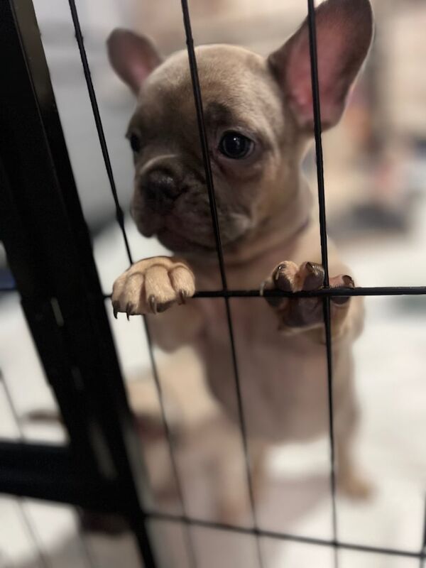 French Bulldog puppies for sale in Burbage, Leicestershire – KC registered, 7 weeks old - Image 3 of 3