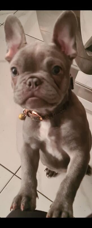 French Bulldog puppies for sale in Londonderry, County Londonderry – KC registered, 1 year old