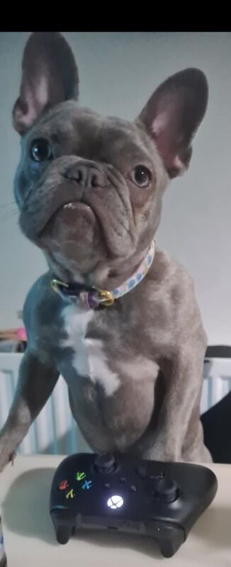French Bulldog puppies for sale in Londonderry, County Londonderry – KC registered, 1 year old - Image 2 of 3