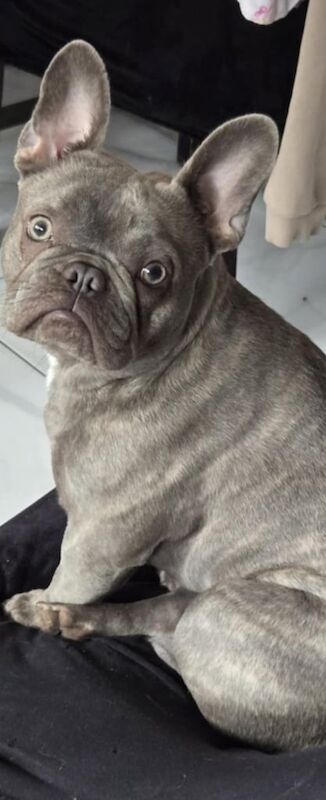 French Bulldog puppies for sale in Londonderry, County Londonderry – KC registered, 1 year old - Image 3 of 3
