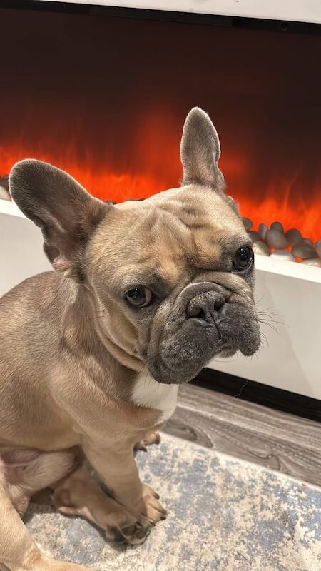 French Bulldog puppies for sale in Wigan, Greater Manchester – 4 years old