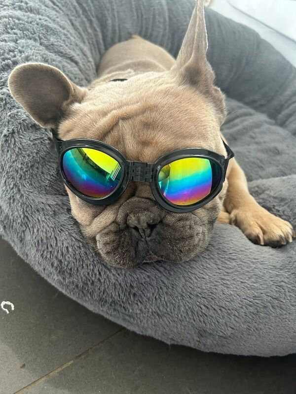 French Bulldog puppies for sale in Wigan, Greater Manchester – 4 years old - Image 2 of 3