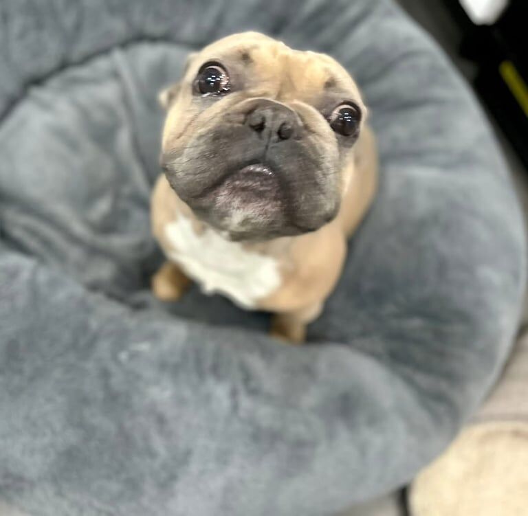 French Bulldog puppies for sale in Wigan, Greater Manchester – 4 years old - Image 3 of 3
