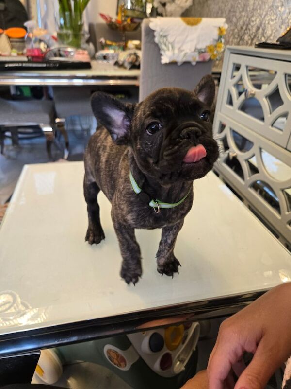 French Bulldog puppies for sale in Didsbury, Greater Manchester – 8 weeks old