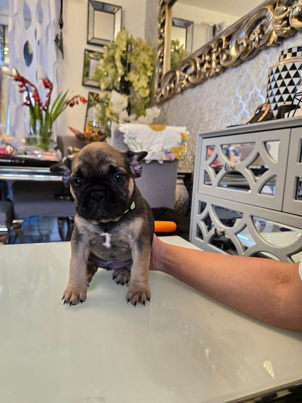 French Bulldog puppies for sale in Didsbury, Greater Manchester – 8 weeks old - Image 2 of 3