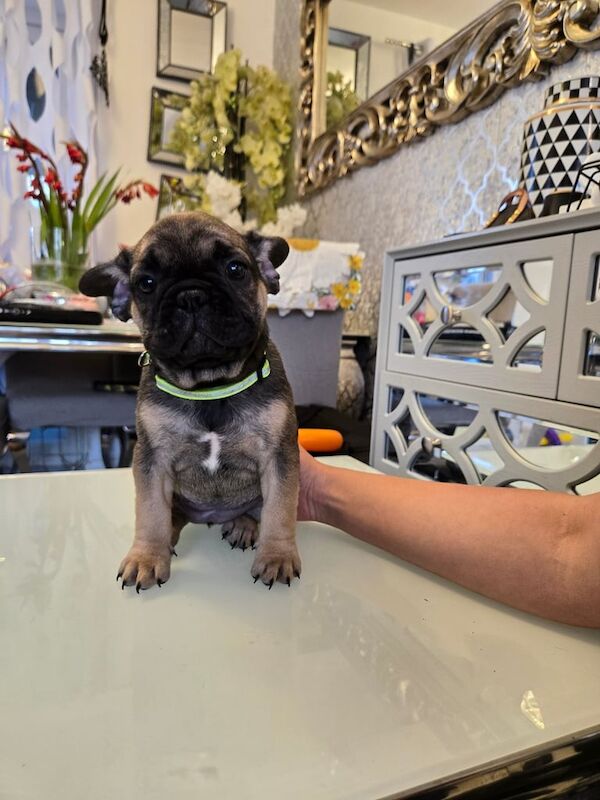 French Bulldog puppies for sale in Didsbury, Greater Manchester – 8 weeks old - Image 3 of 3