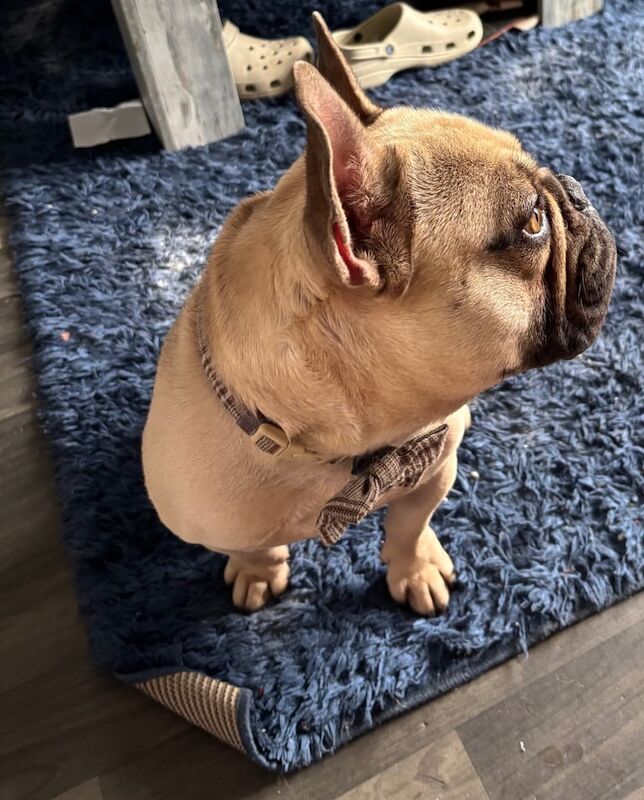 French Bulldog puppies for sale in Stockton-on-Tees, Durham – 2 years old