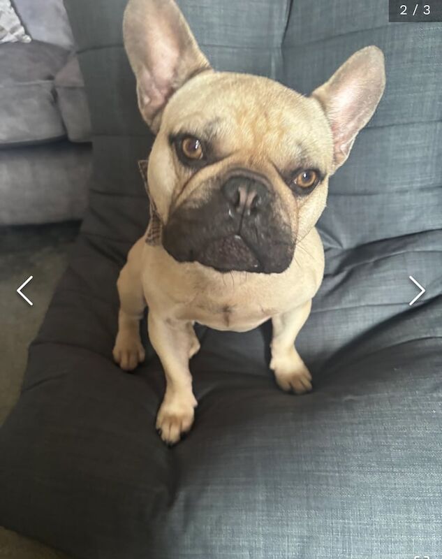 French Bulldog puppies for sale in Stockton-on-Tees, Durham – 2 years old - Image 2 of 3