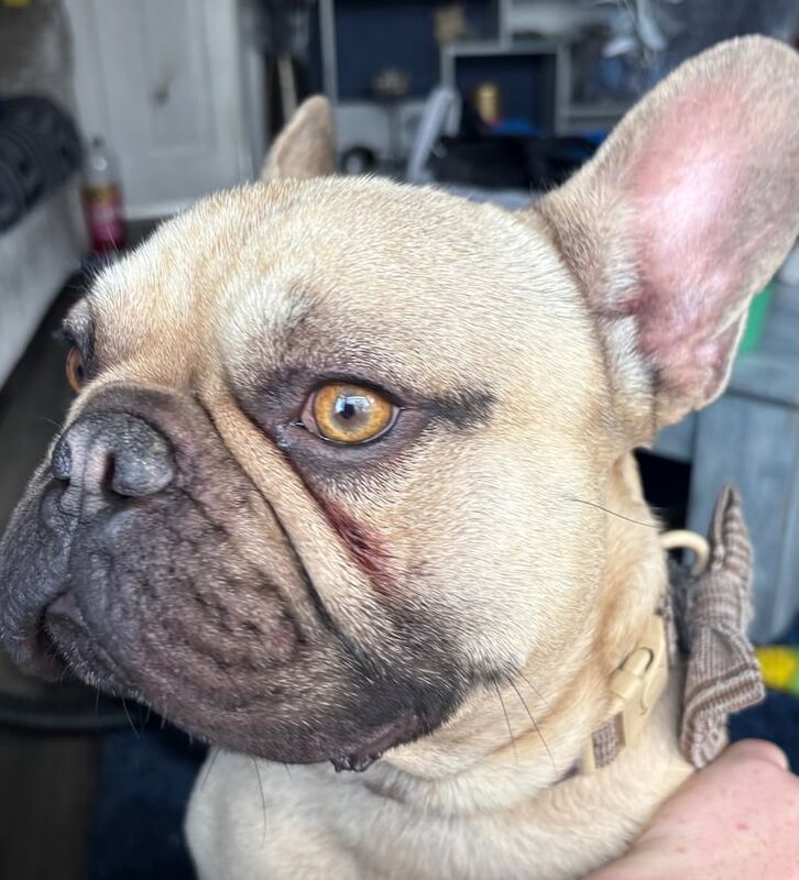 French Bulldog puppies for sale in Stockton-on-Tees, Durham – 2 years old - Image 3 of 3