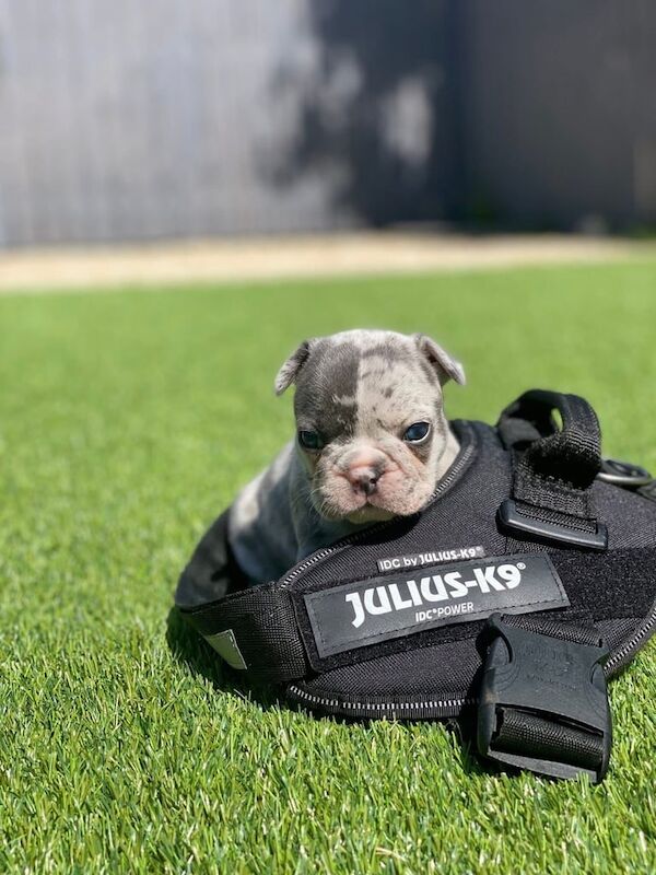 French Bulldog puppies for sale in Newmilns, Ayrshire and Arran – 4 weeks old