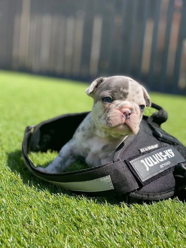 French Bulldog puppies for sale in Newmilns, Ayrshire and Arran – 4 weeks old - Image 2 of 3