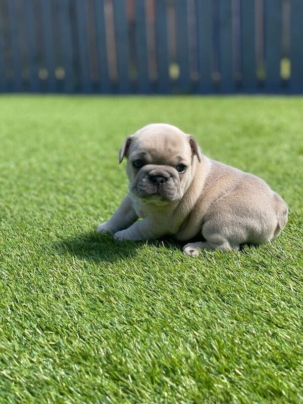 French Bulldog puppies for sale in Newmilns, Ayrshire and Arran – 4 weeks old - Image 3 of 3
