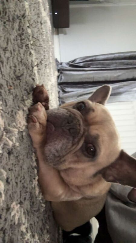 French Bulldog puppies for sale in Crook, Durham – 8 years old