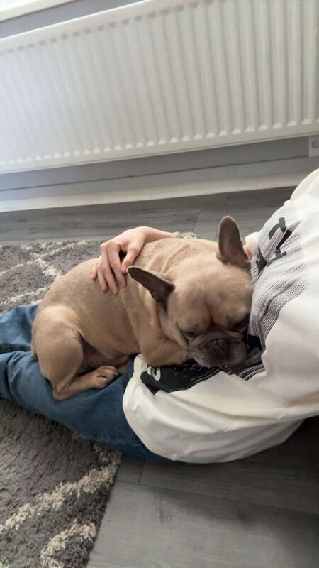French Bulldog puppies for sale in Crook, Durham – 8 years old - Image 2 of 3