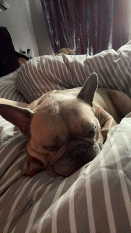 French Bulldog puppies for sale in Crook, Durham – 8 years old - Image 3 of 3
