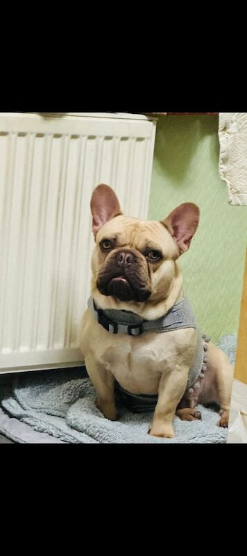 French Bulldog puppies for sale in Erdington, West Midlands – 3 years old