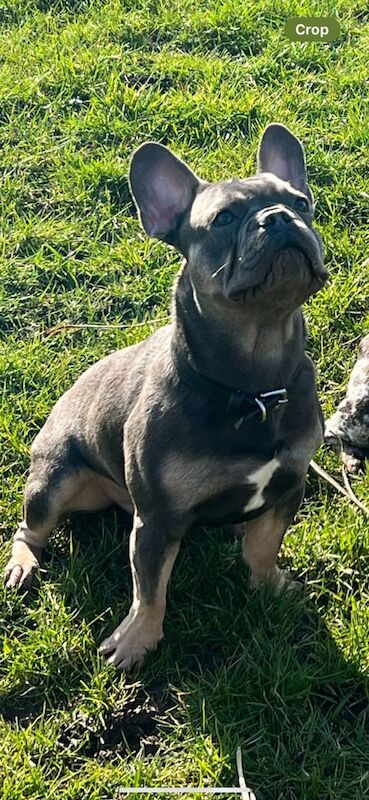 French Bulldog puppies for sale in Blackpool, Lancashire – 1 year old