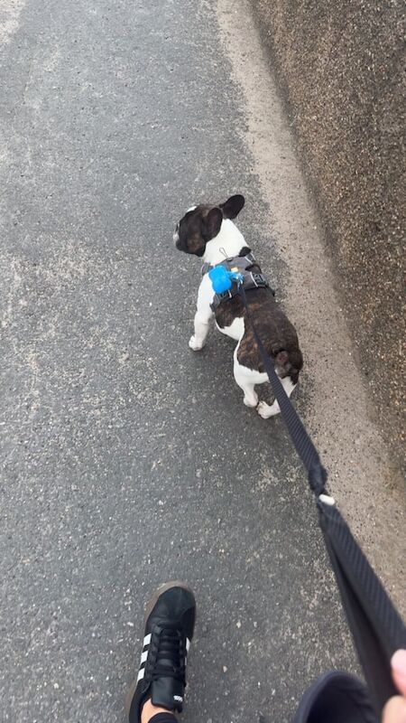 French Bulldog puppies for sale in Elgin, Moray – KC registered, 2 years old