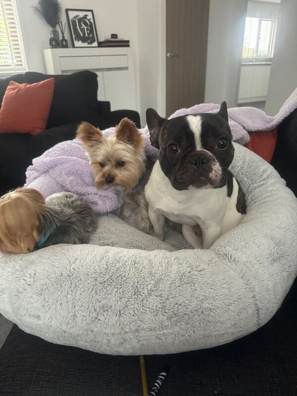 French Bulldog puppies for sale in Elgin, Moray – KC registered, 2 years old - Image 2 of 3
