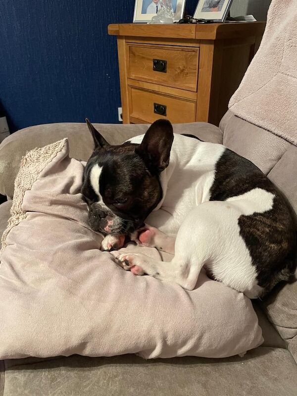 French Bulldog puppies for sale in Elgin, Moray – KC registered, 2 years old - Image 3 of 3