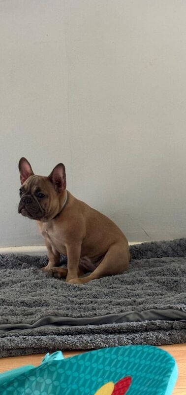 French Bulldog puppies for sale in Tenby / Dinbych-y-Pysgod, Dyfed – 4 months old