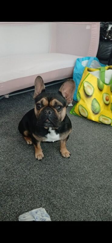 French Bulldog puppies for sale in Hartlepool, Durham – 3 years old