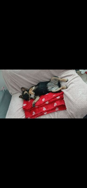 French Bulldog puppies for sale in Hartlepool, Durham – 3 years old - Image 2 of 3