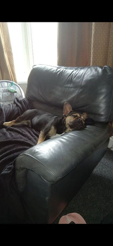 French Bulldog puppies for sale in Hartlepool, Durham – 3 years old - Image 3 of 3