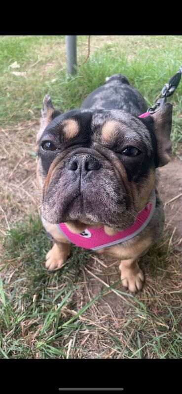 French Bulldog puppies for sale in York, North Yorkshire – KC registered, 1 year old