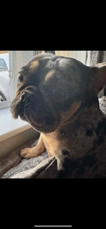 French Bulldog puppies for sale in York, North Yorkshire – KC registered, 1 year old - Image 2 of 3