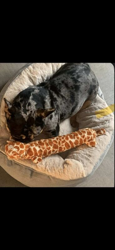 French Bulldog puppies for sale in York, North Yorkshire – KC registered, 1 year old - Image 3 of 3
