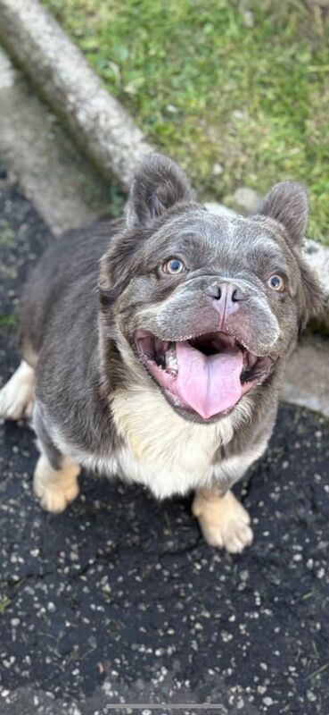 French Bulldog puppies for sale in Greenock, Renfrewshire – 11 months old