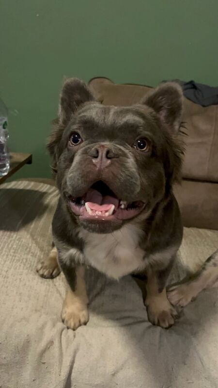 French Bulldog puppies for sale in Greenock, Renfrewshire – 11 months old - Image 2 of 3